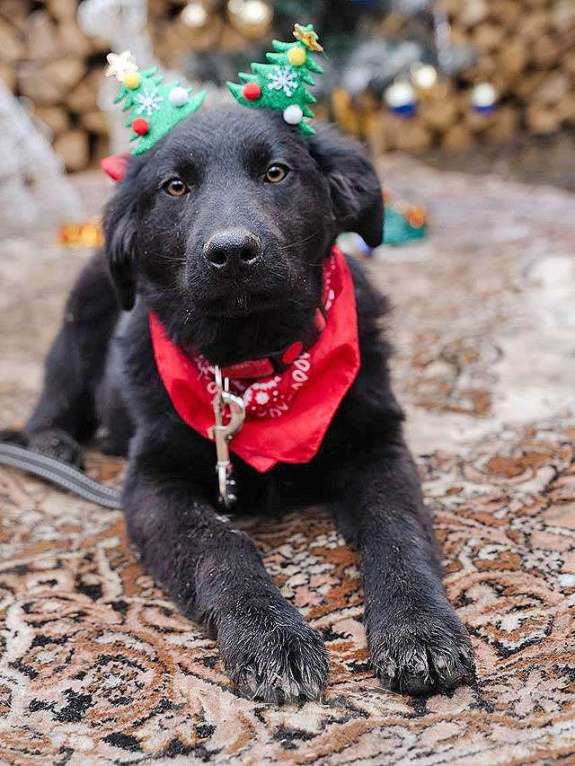 Собаки в Москве: Ищет дом очаровательный щенок-подросток Мишутка Мальчик, Бесплатно - фото 5