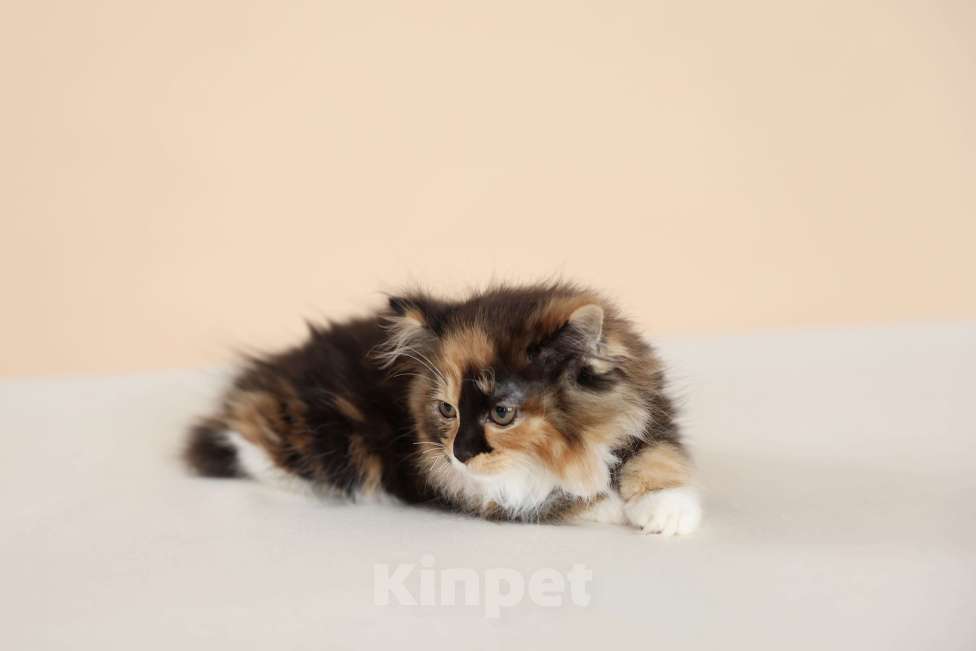 Кошки в Серпухове: Хризантема Русские  Цветы Курильский Бобтейл Девочка, 60 000 руб. - фото 5