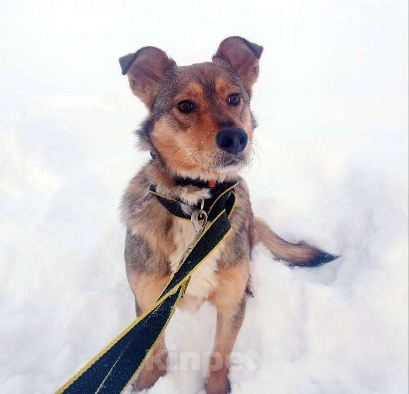 Собаки в Санкт-Петербурге: Небольшая домашняя собачка ищет дом Девочка, Бесплатно - фото 1