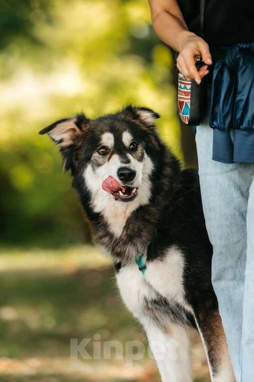 Собаки в Москве: Чудесная собака в поисках семьи! Мальчик, Бесплатно - фото 5