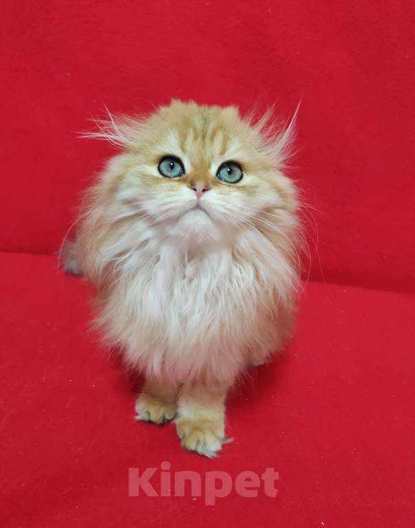 Кошки в Москве: Золотая мраморная кошечка хайленд Девочка, 20 000 руб. - фото 4