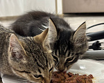 Кошки в Мытищах: котята Мальчик, Бесплатно - фото 1