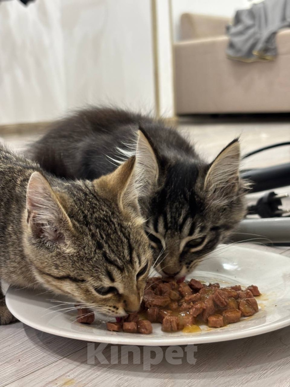 Кошки в Мытищах: котята Мальчик, Бесплатно - фото 1