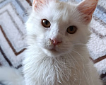 Кошки в Санкт-Петербурге: Белая девочка Девочка, 30 000 руб. - фото 1