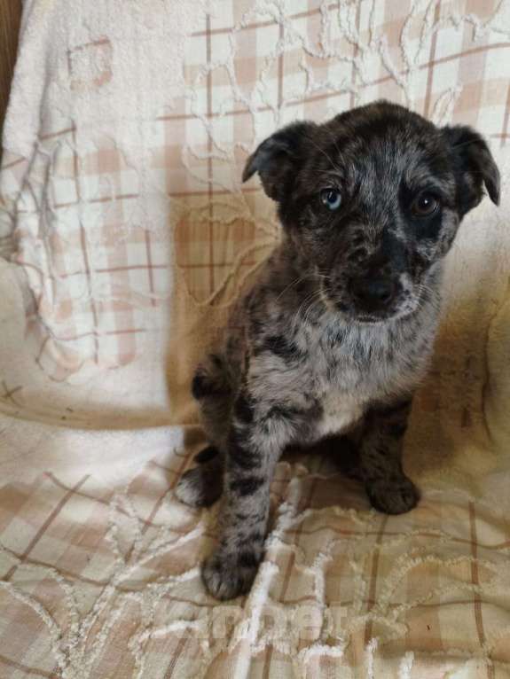 Собаки в Санкт-Петербурге: Редкий щенок Девочка, Бесплатно - фото 5