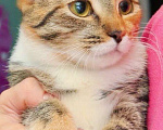 Кошки в Москве: Некрасивая кошка ищет дом и семью. В добрые руки Девочка, Бесплатно - фото 3