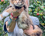 Кошки в других городах Ленинградской области: Котята мейн кун Разнополые, 20 000 руб. - фото 2