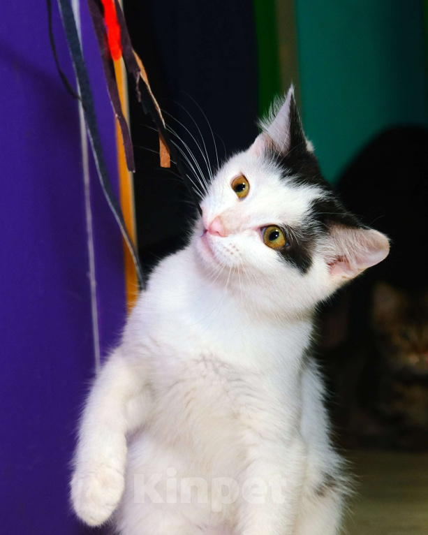 Кошки в Москве: Белян - лучший друг вашего котейки! Мальчик, Бесплатно - фото 4