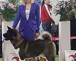 Собаки в Ярославле: Кобель американской акиты для вязки Мальчик, 35 000 руб. - фото 6