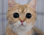 Кошки в Клине: Котята, 10 000 руб. - фото 5