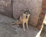Собаки в Краснодаре: Вязка,хаски кобель Мальчик, 100 руб. - фото 1