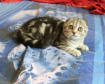 Кошки в Нытве: Вислоухий мальчик Мальчик, 15 000 руб. - фото 2