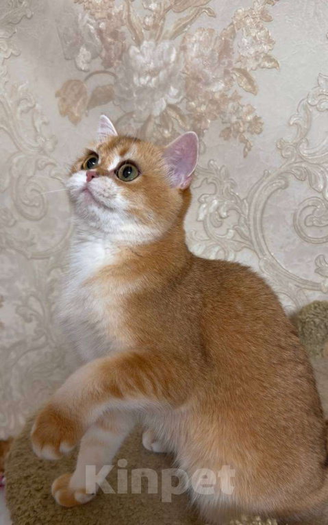 Кошки в Москве: Эсмеральда Девочка, 25 000 руб. - фото 2