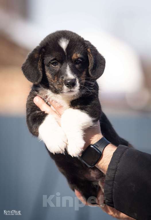 Собаки в Москве: Мальчик корги Мальчик, Бесплатно - фото 5