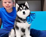 Собаки в Новосибирске: Хаски щенки разных окрасов Разнополые, Бесплатно - фото 2