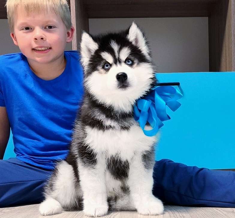 Собаки в Новосибирске: Хаски щенки разных окрасов Разнополые, Бесплатно - фото 2