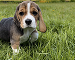 Собаки в Ступино: Элитный щенок Бигль (Годсенд VIP) Девочка, 60 000 руб. - фото 1