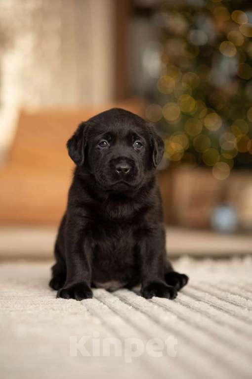 Собаки в Санкт-Петербурге: IRISLAV CRYER Мальчик, 140 000 руб. - фото 4