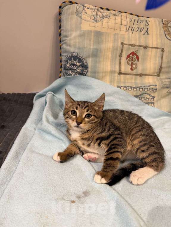 Кошки в Москве: Котенок Гриша ищет дом! Мальчик, Бесплатно - фото 5