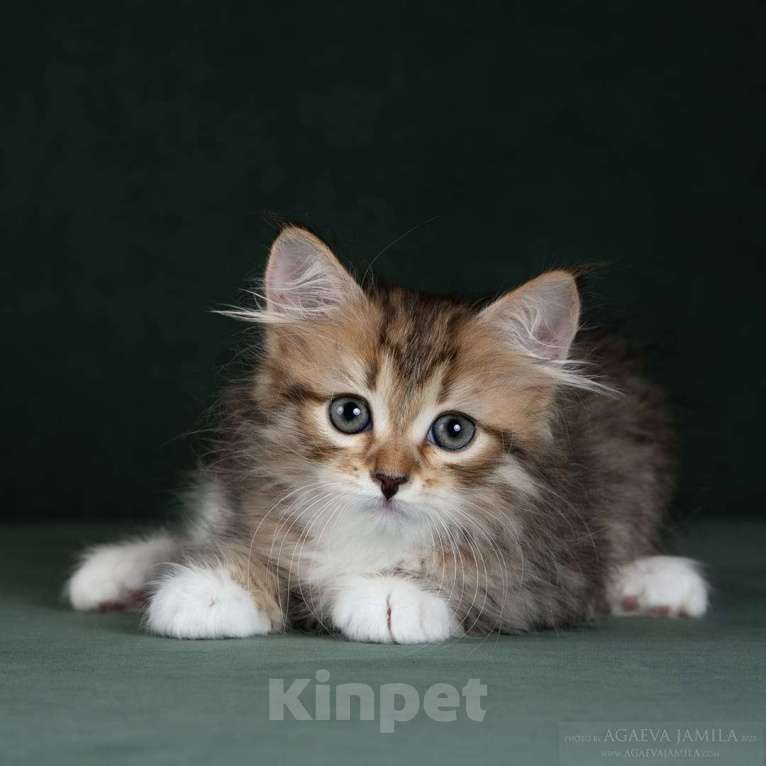 Кошки в Москве: Элитные котята. Питомник. Девочка, 60 000 руб. - фото 4