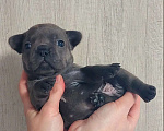 Собаки в Санкт-Петербурге: Щенки Французского бульдога Разнополые, 50 руб. - фото 4