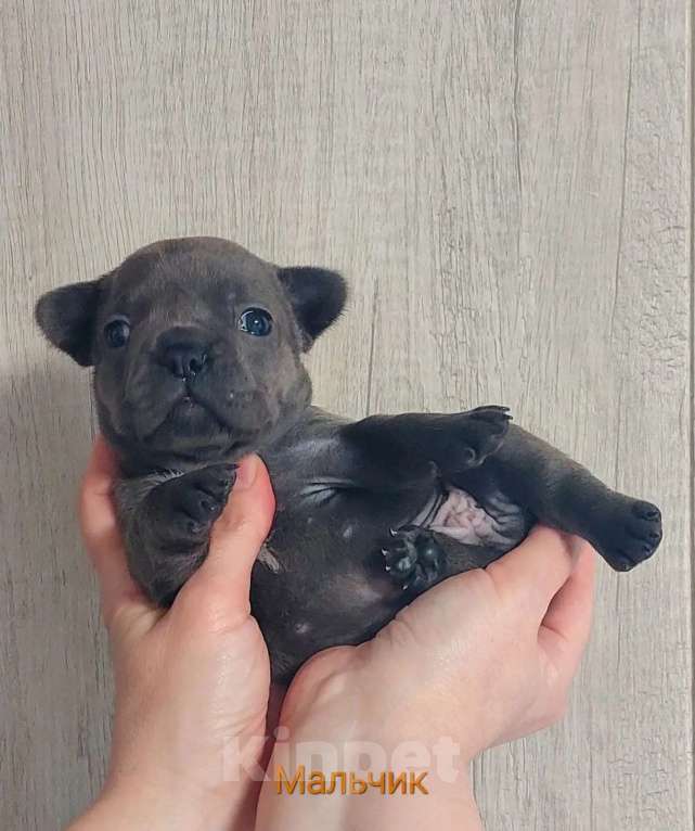 Собаки в Санкт-Петербурге: Щенки Французского бульдога Разнополые, 50 руб. - фото 4