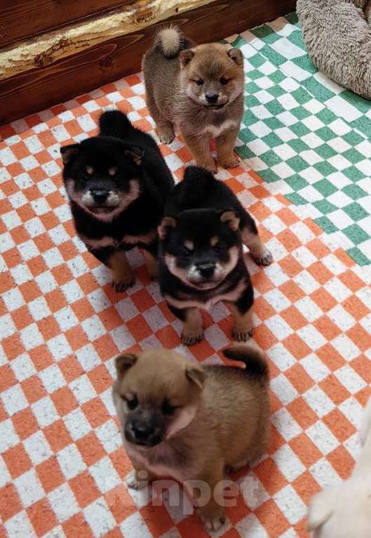 Собаки в Москве: Сиба ину - щенки разных окрасов Мальчик, 50 000 руб. - фото 8