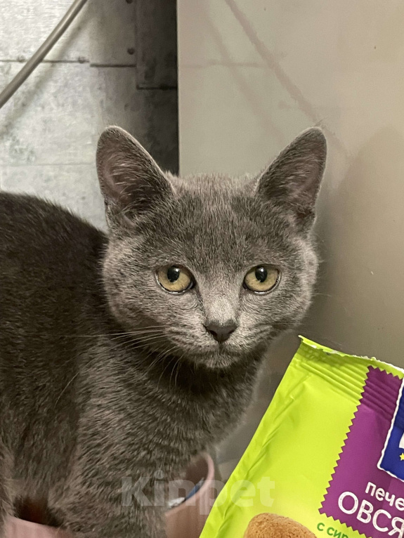 Кошки в Саратове: Отдам кошечку в добрые руки  Девочка, Бесплатно - фото 2