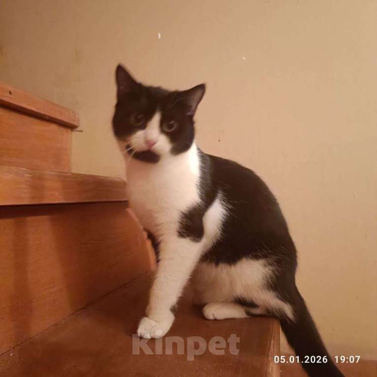 Кошки в Люберцах: Ищут дом очаровательные котятки Девочка, Бесплатно - фото 4