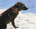 Собаки в Чехове: Жизнерадостная Вита в добрые руки Девочка, Бесплатно - фото 1