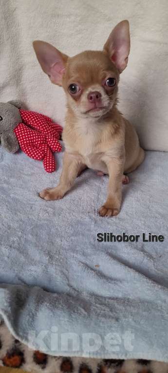 Собаки в Москве: Крутая Чихуахуа девочка Девочка, Бесплатно - фото 4