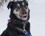 Собаки в Москве: Джек Мальчик, Бесплатно - фото 4