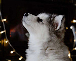 Собаки в Москве: Аляскинский маламут щенки Мальчик, 20 000 руб. - фото 6