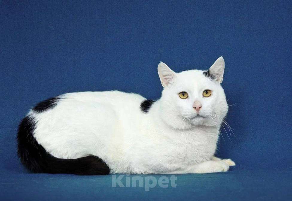 Кошки в Москве: Я уже достаточно поскитался. Хочу быть счастливым. Мальчик, Бесплатно - фото 6