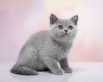 Кошки в Барнауле: Алиса Девочка, Бесплатно - фото 3