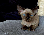 Кошки в Ломоносе: котята девон рекс Мальчик, 30 000 руб. - фото 4