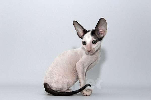 Кошки в Москве: Котик черный ван Лукас Мальчик, 70 000 руб. - фото 5