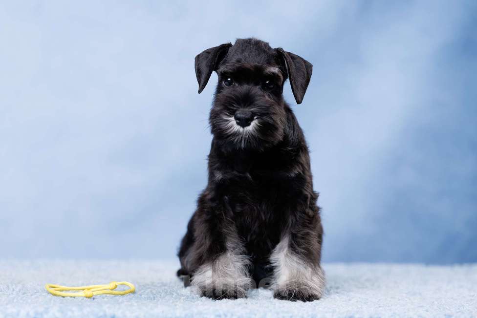 Собаки в Саратове: Щенки цвергшнауцера Мальчик, 70 000 руб. - фото 3
