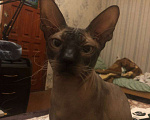 Кошки в Краснодаре: Потерялся любимый кот, вознаграждение  Мальчик, 5 000 руб. - фото 3