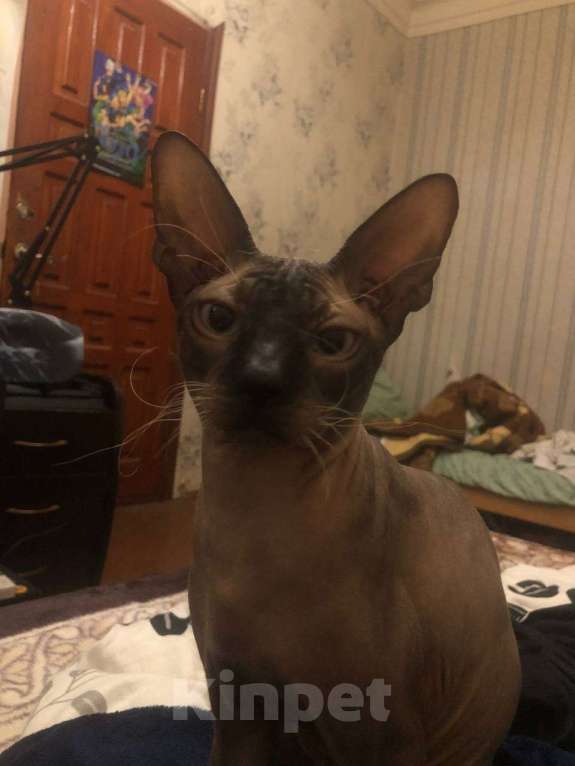 Кошки в Краснодаре: Потерялся любимый кот, вознаграждение  Мальчик, 5 000 руб. - фото 3