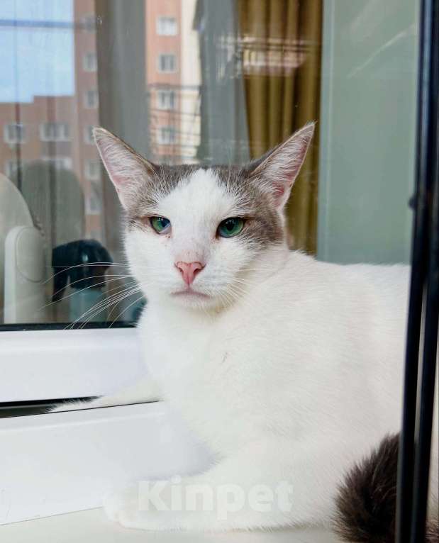Кошки в Москве: Любопытный котик Беляш в добрые руки Мальчик, Бесплатно - фото 7