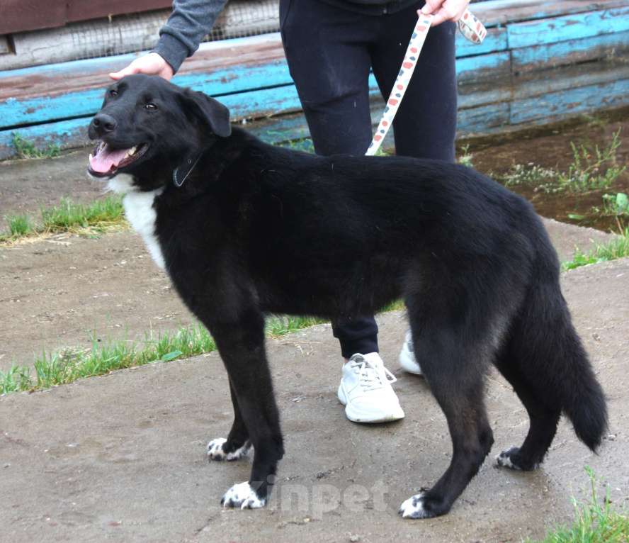 Собаки в Москве: Собака-компаньон Туман мечтает о семье и доме!!! Мальчик, Бесплатно - фото 5