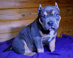 Собаки в других городах Ярославской области: Девочка- булли Девочка, 90 000 руб. - фото 4