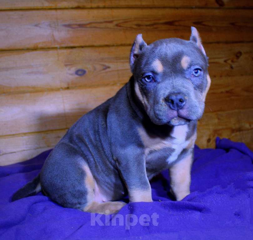 Собаки в других городах Ярославской области: Девочка- булли Девочка, 90 000 руб. - фото 4