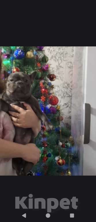 Собаки в Новокузнецке: Джесика Девочка, Бесплатно - фото 2