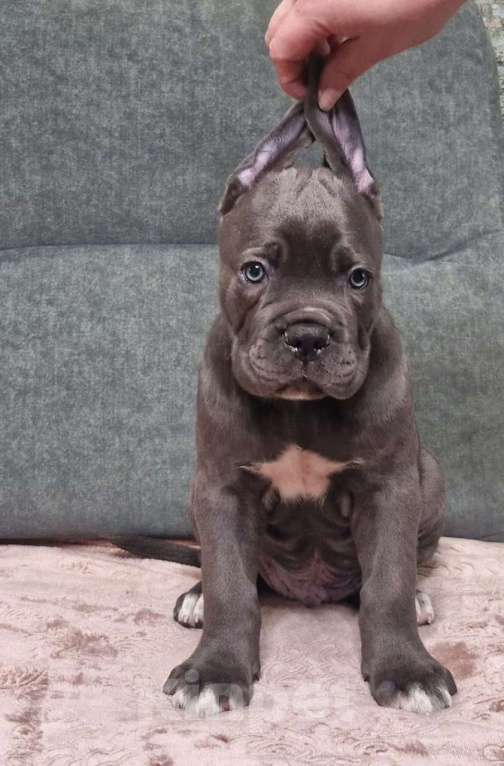 Собаки в других городах Краснодарского края: Малыши  Мальчик, Бесплатно - фото 6