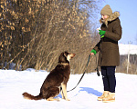 Собаки в Москве: Мишель Девочка, Бесплатно - фото 4