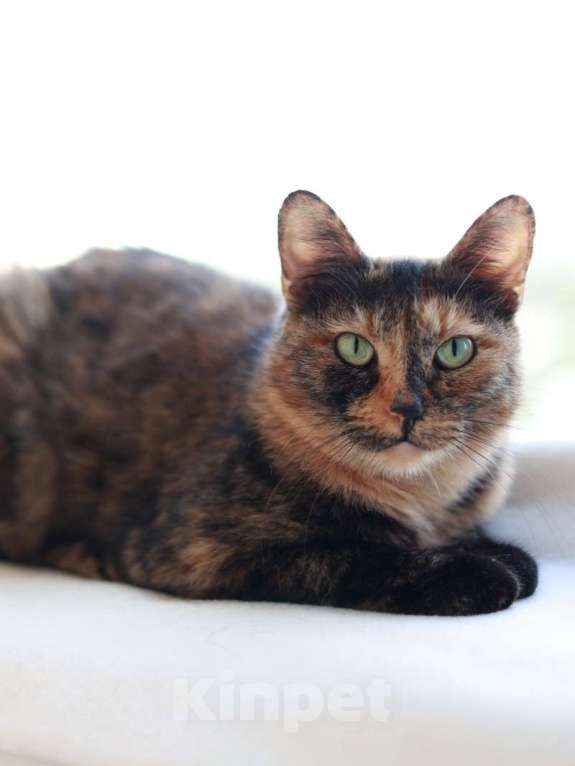 Кошки в Москве: Кошка для тепла и уюта Девочка, Бесплатно - фото 2