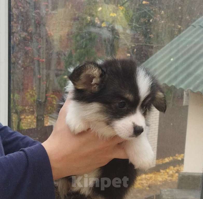 Собаки в Москве: Триколорная черноголовая сука вельш корги пемброк Девочка, 90 000 руб. - фото 4