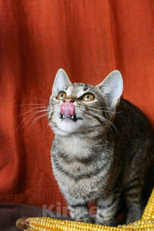 Кошки в Москве: Сладкая Карамелька ищет дом Девочка, Бесплатно - фото 4